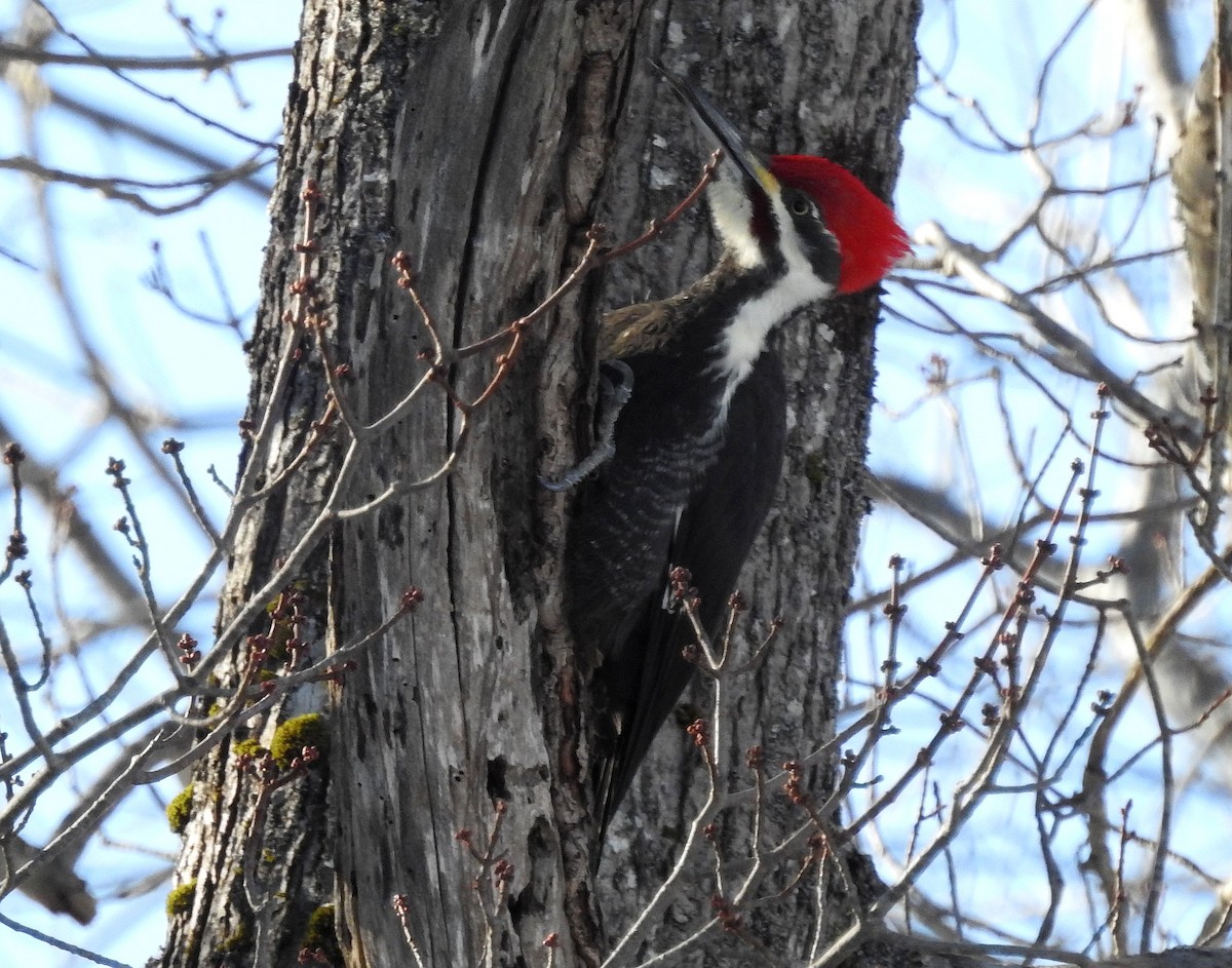 Kuzey Amerika Kara Ağaçkakanı - ML646664812