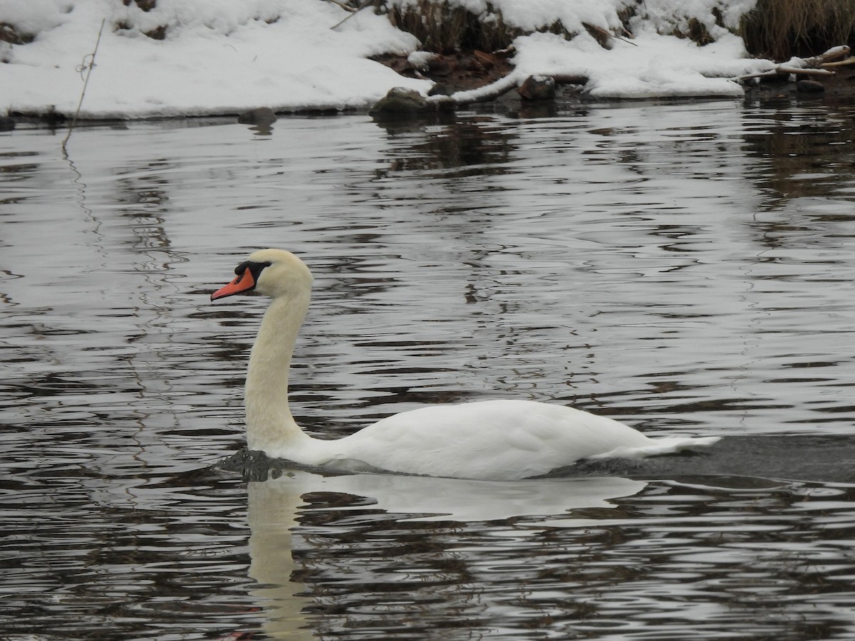 Mute Swan - ML646664813