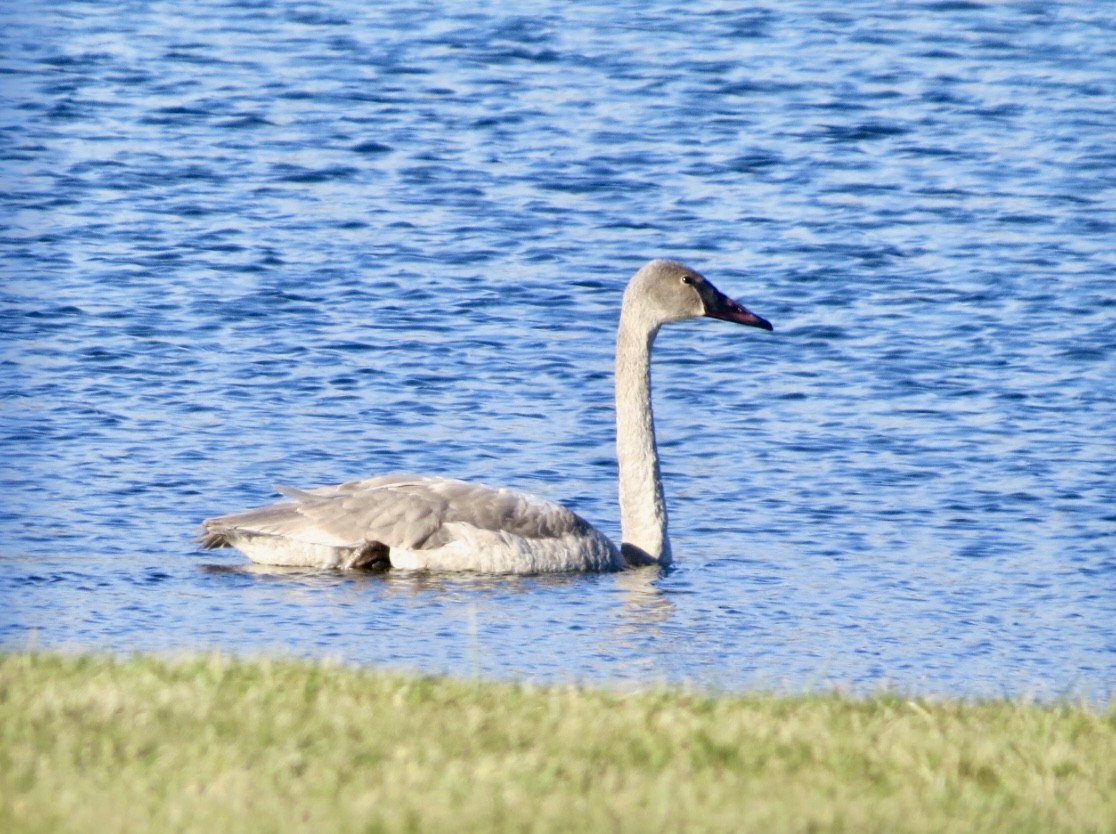 Trumpeter Swan - ML646664822