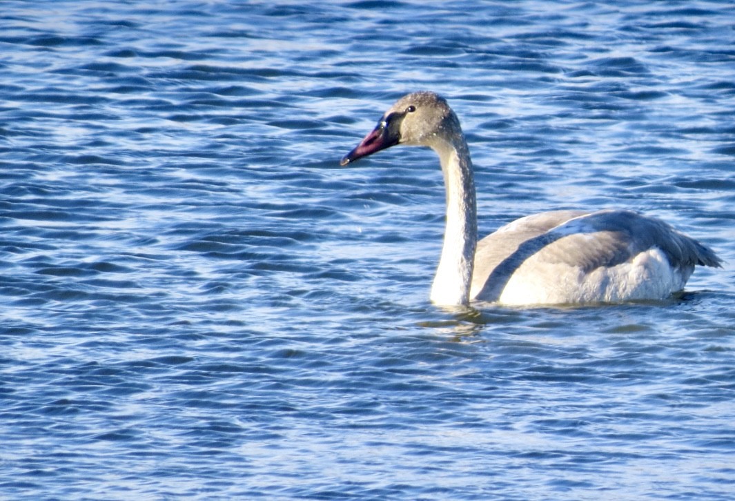 Trumpeter Swan - ML646664823