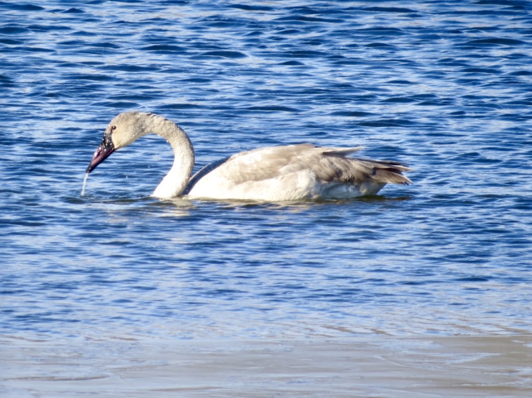 Trumpeter Swan - ML646664824