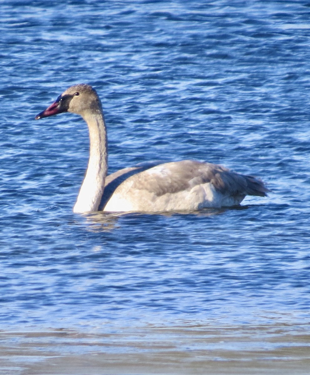 Trumpeter Swan - ML646664825