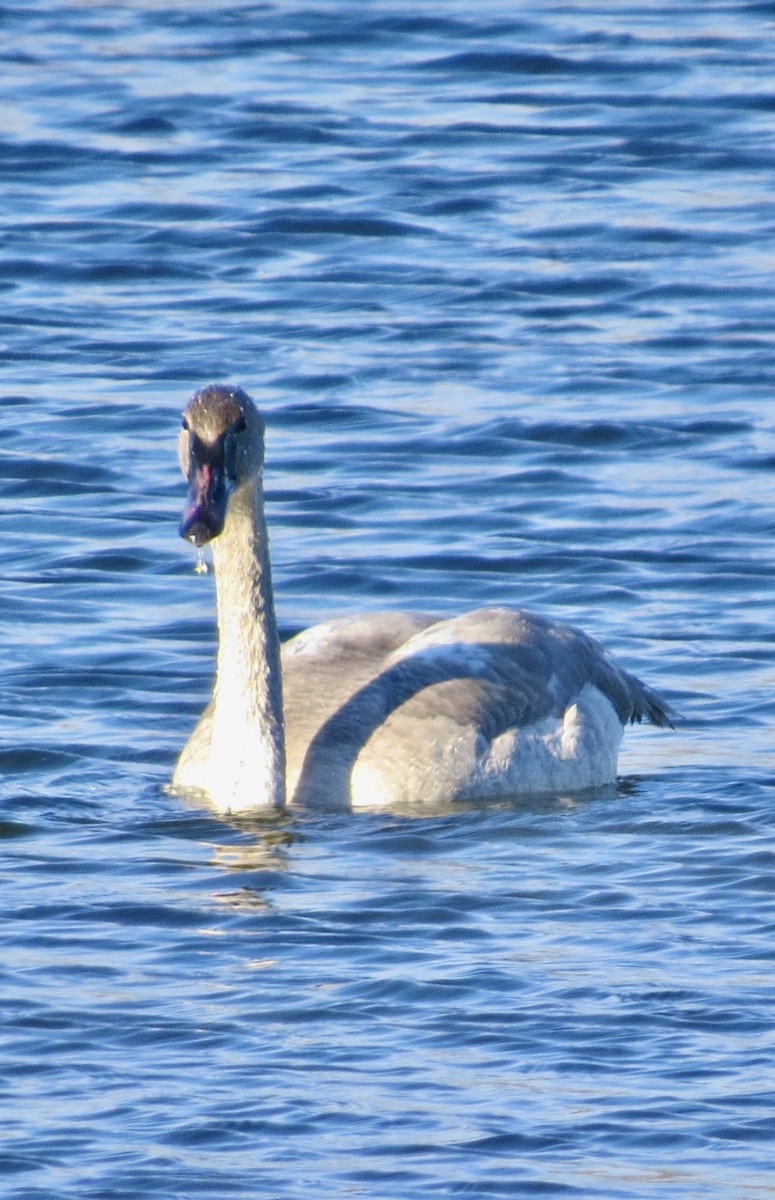 Trumpeter Swan - ML646664826