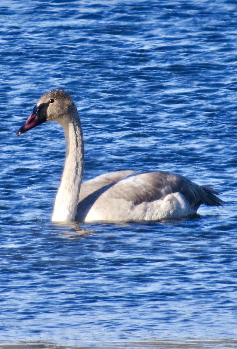 Trumpeter Swan - ML646664827