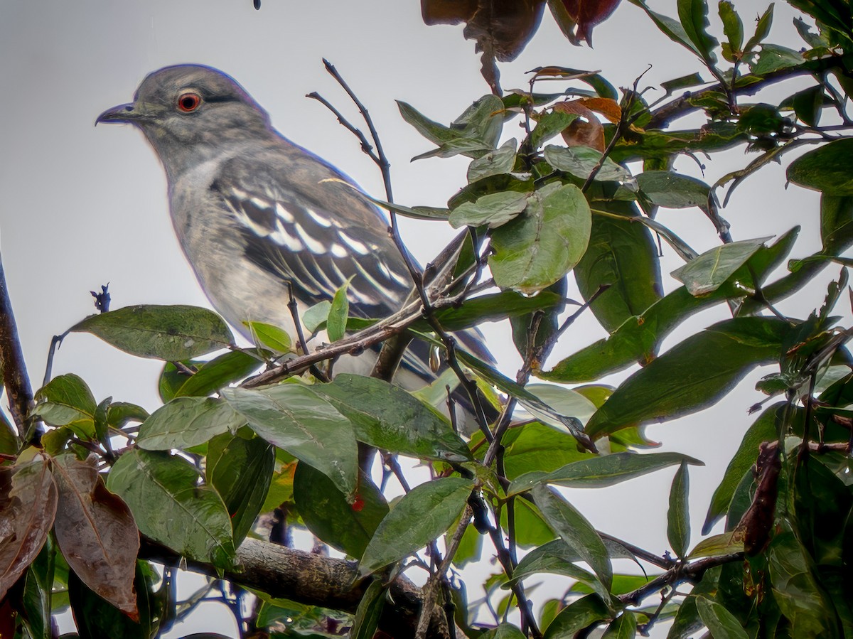 Black-tipped Cotinga - ML646664831