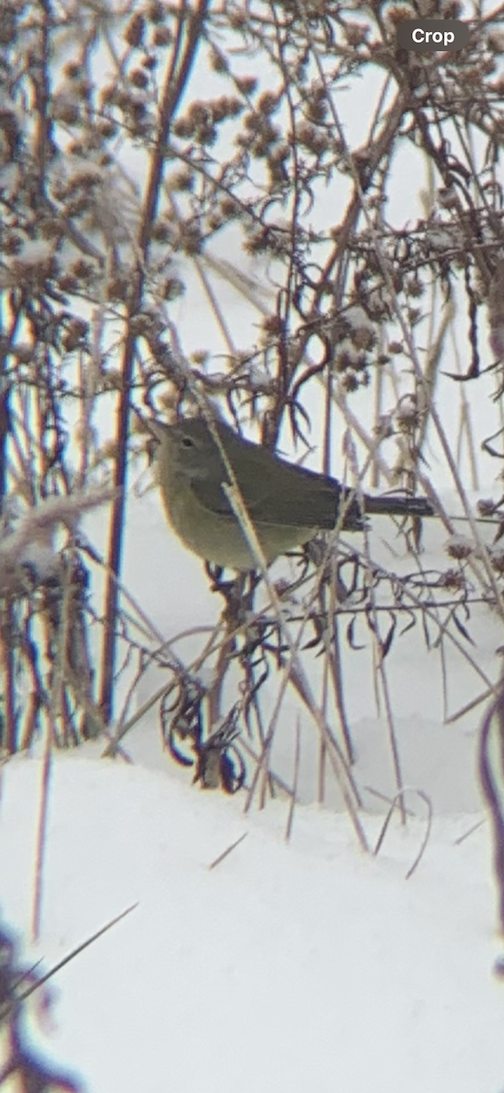 Червоїд оливковий - ML646664839