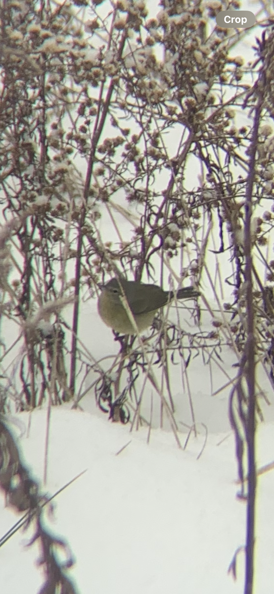 Червоїд оливковий - ML646664840