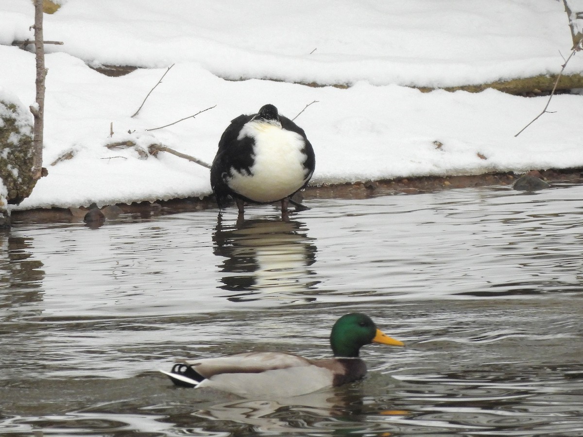 Mallard (Domestic type) - ML646664842