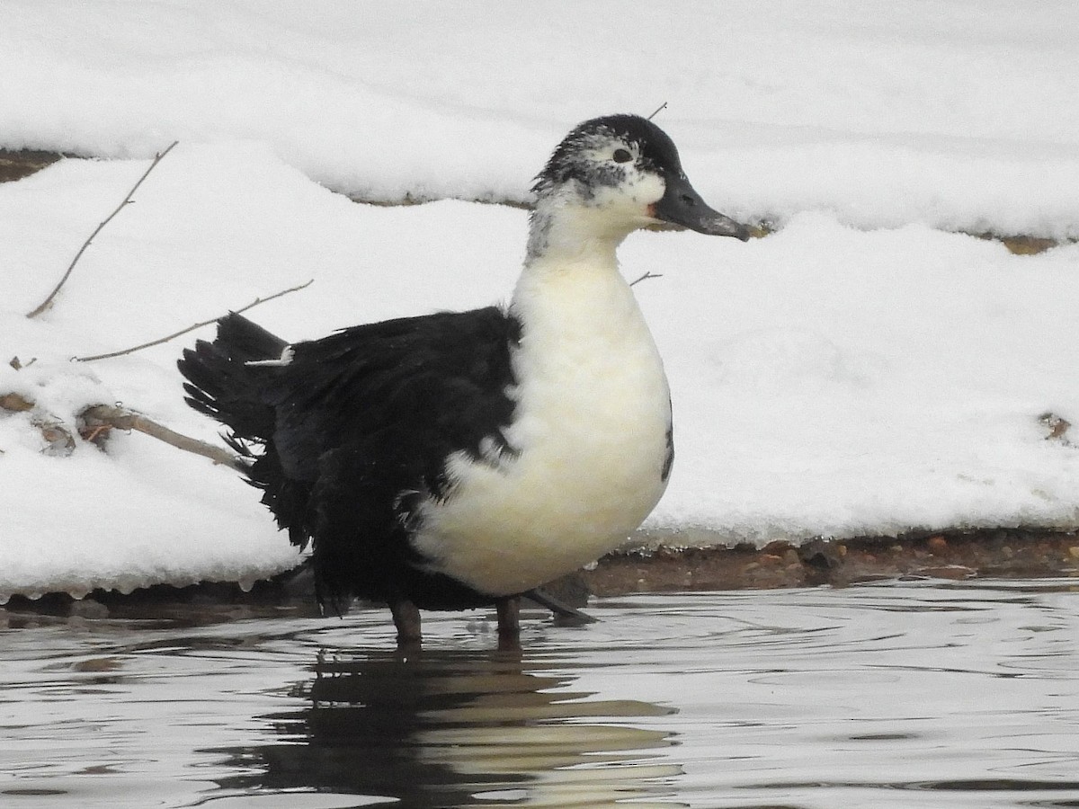 Mallard (Domestic type) - ML646664855