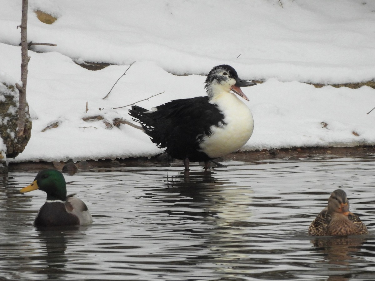 Mallard (Domestic type) - ML646664863