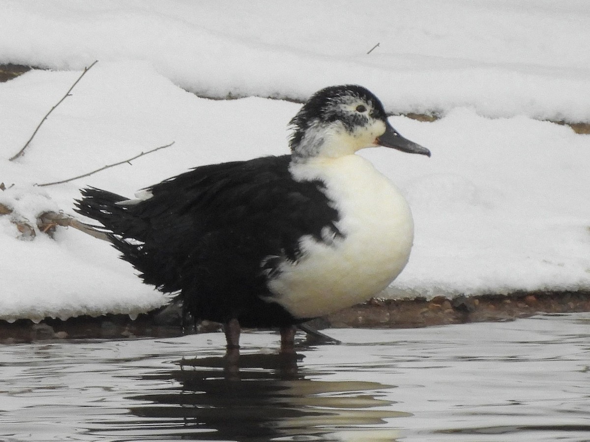 Mallard (Domestic type) - ML646664866