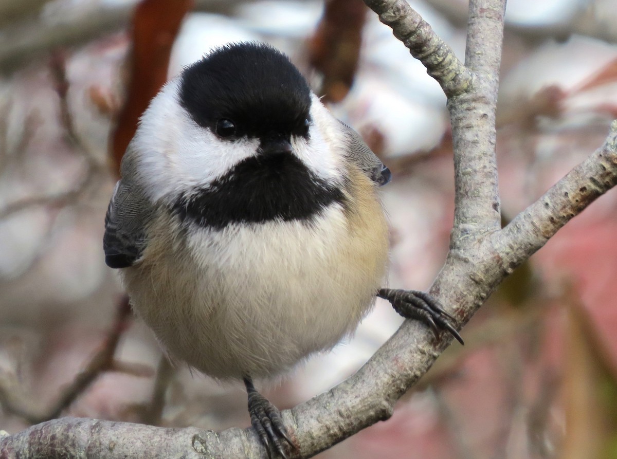 Amerika Baştankarası - ML646664867