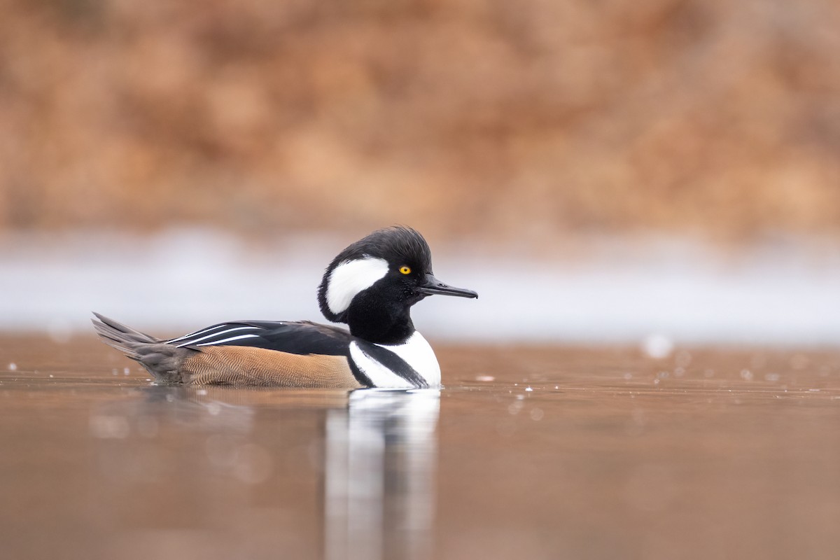 Hooded Merganser - ML646664868