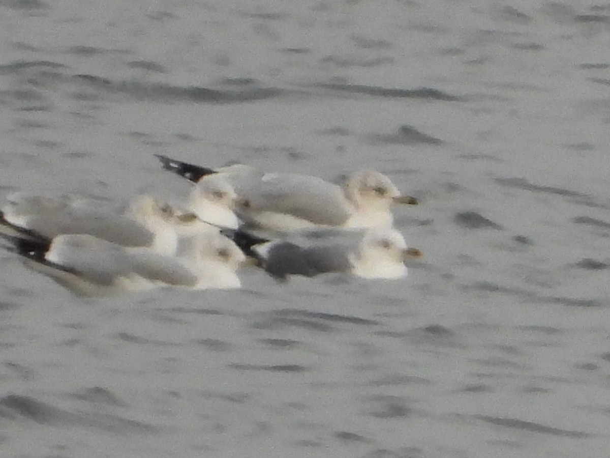 Short-billed Gull - ML646664869
