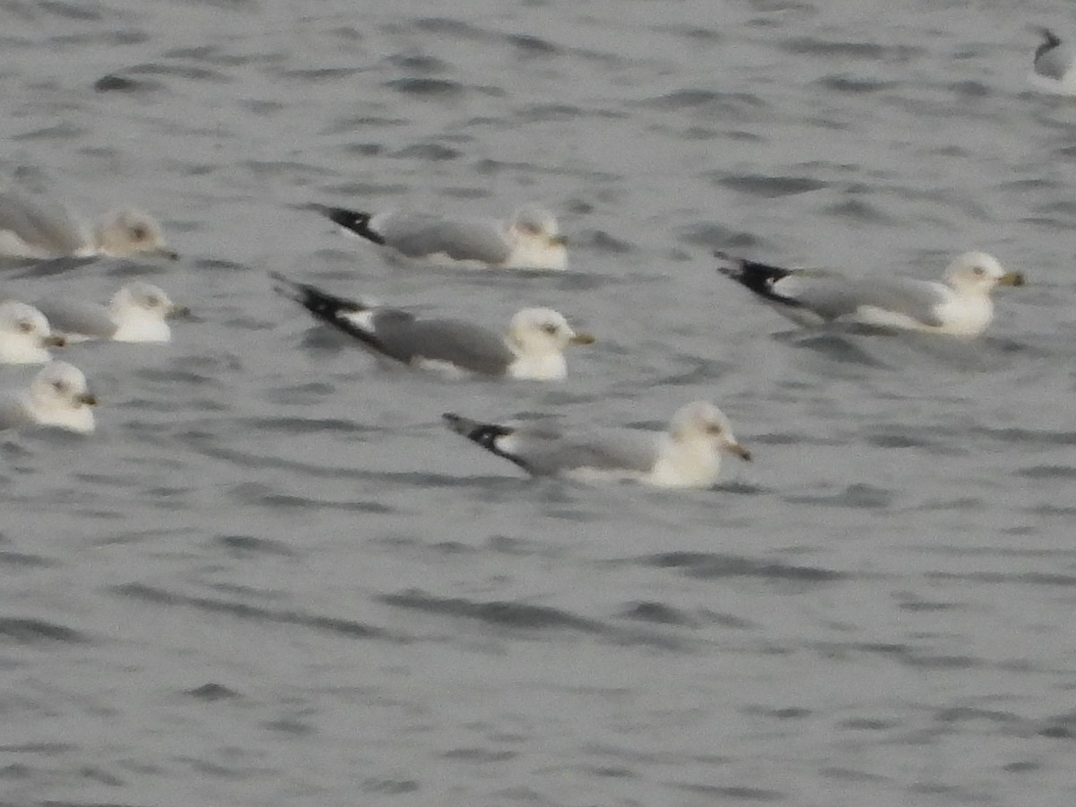Short-billed Gull - ML646664871
