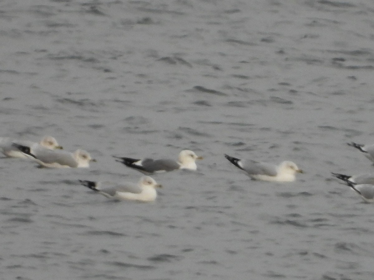 Short-billed Gull - ML646664872