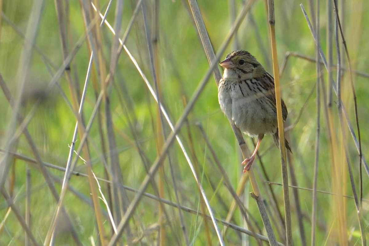 Henslow's Sparrow - ML646664873