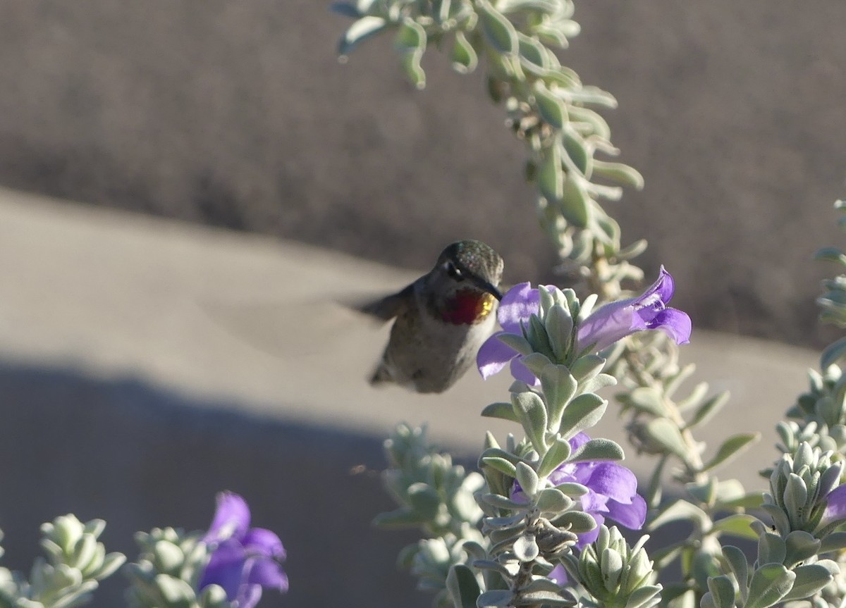 Anna's Hummingbird - ML646664875