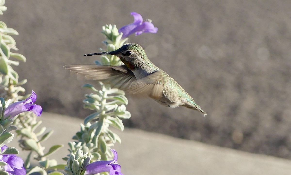 Anna's Hummingbird - ML646664876