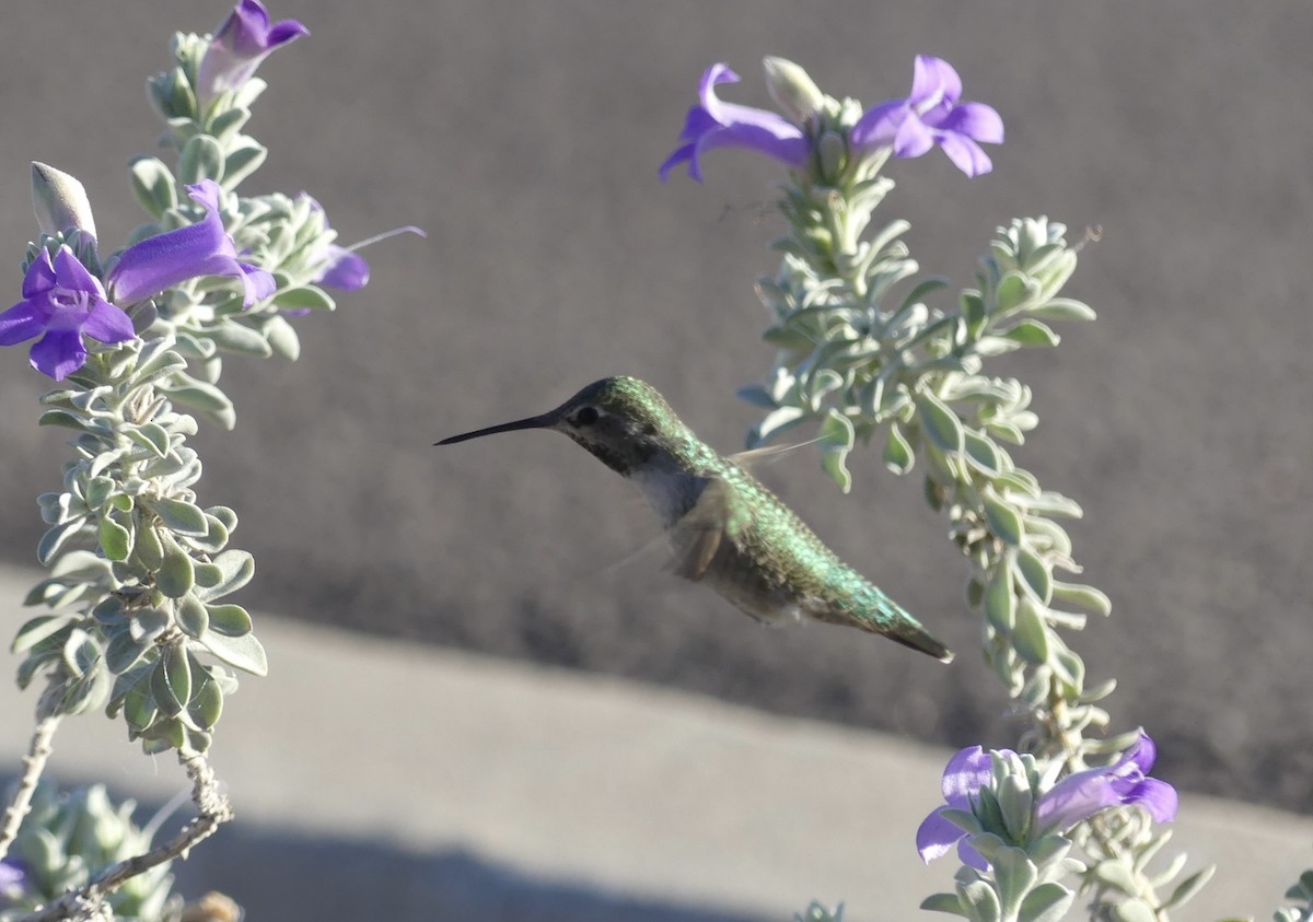 Anna's Hummingbird - ML646664877
