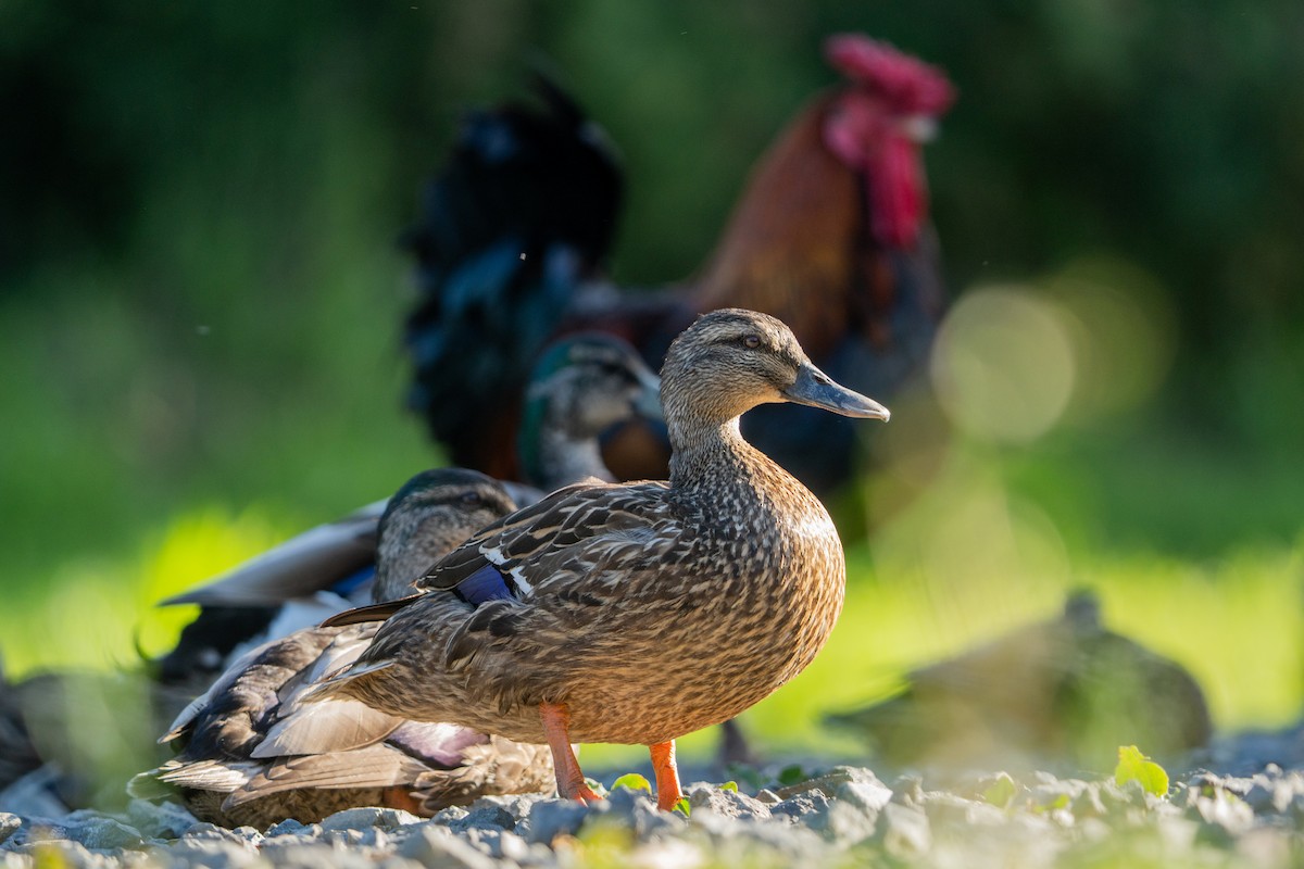 Mallard - ML646664878