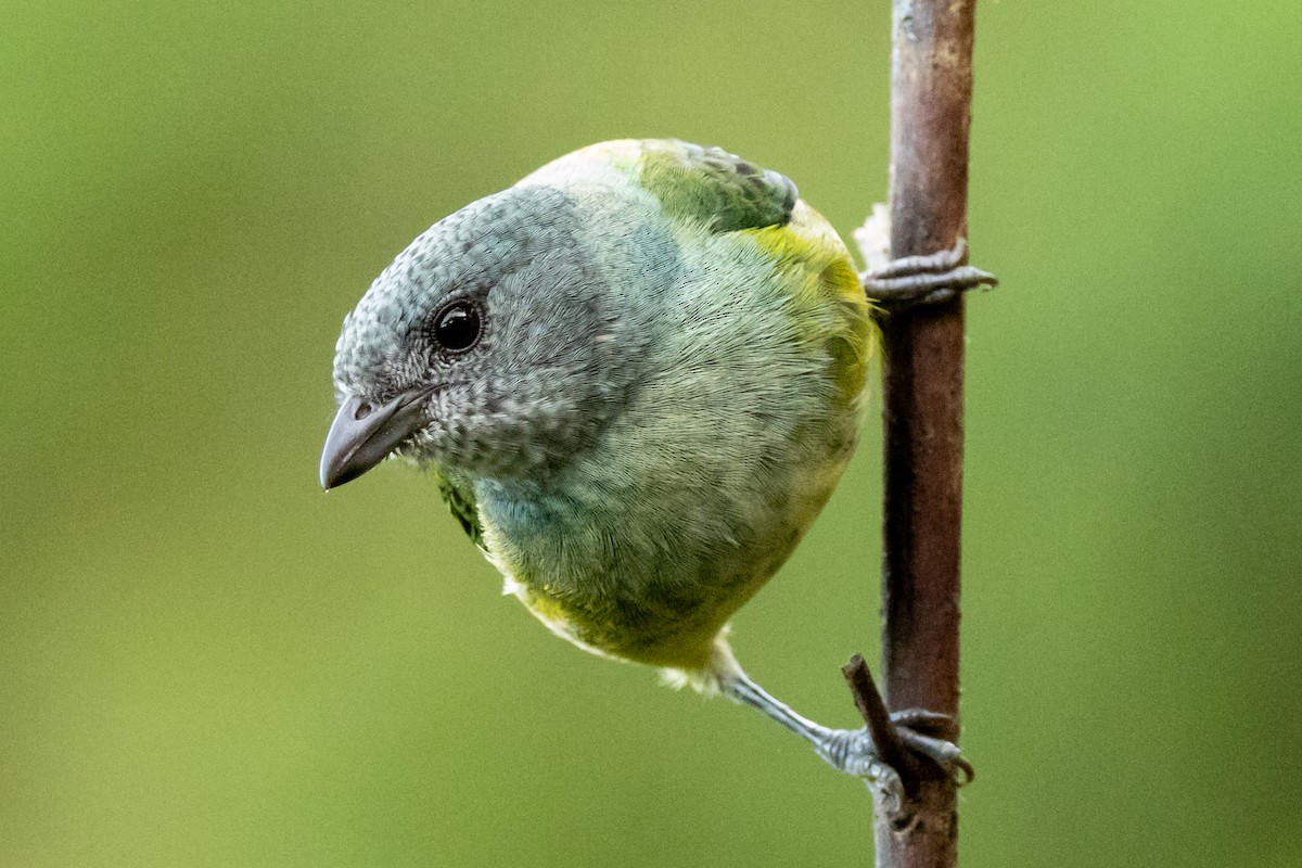 Black-headed Tanager - ML646664879