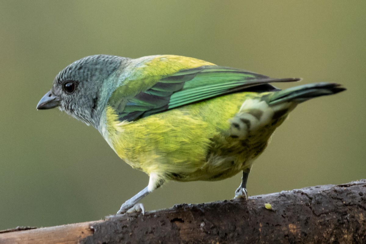Black-headed Tanager - ML646664880