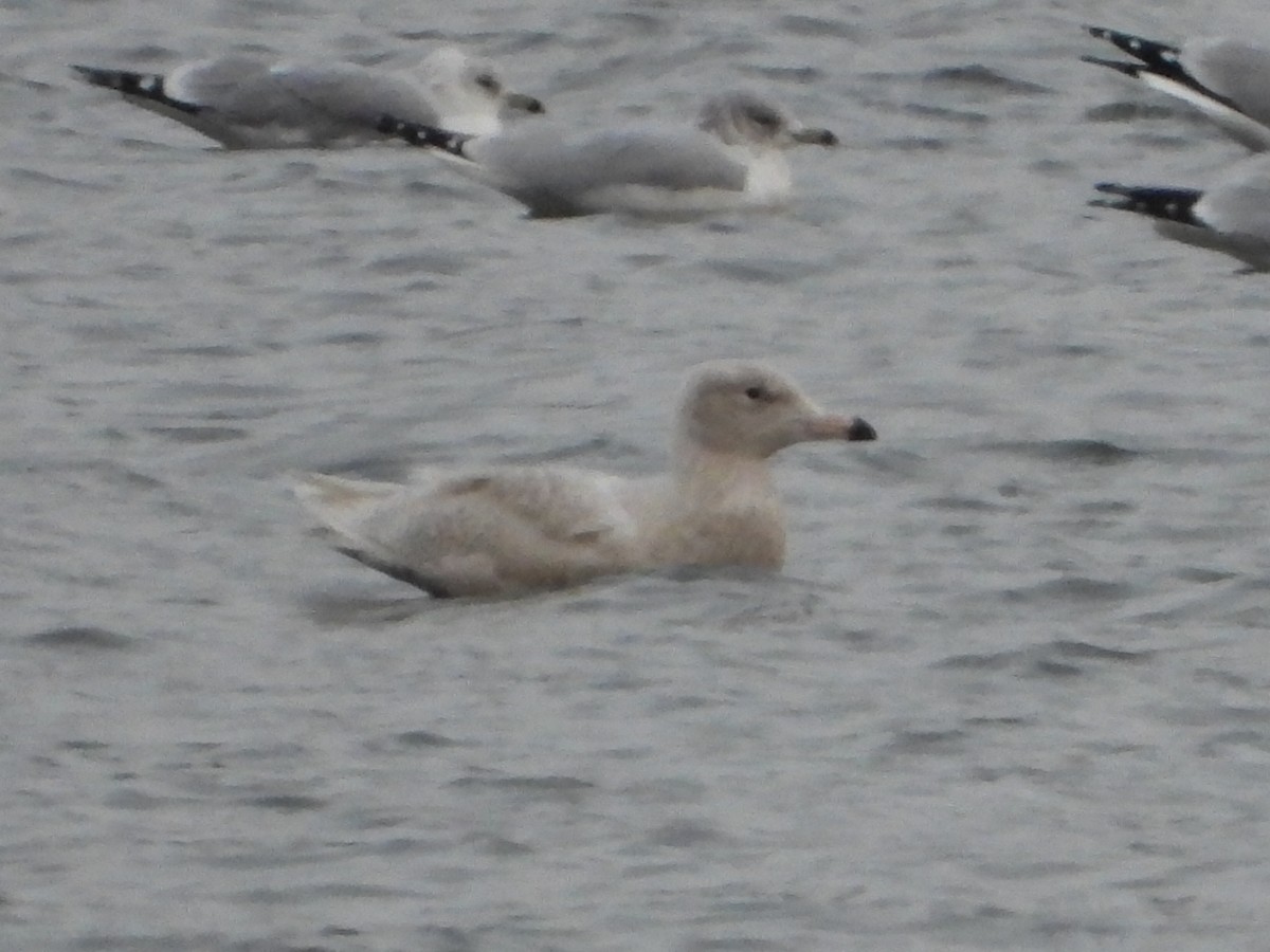 Glaucous Gull - ML646664883
