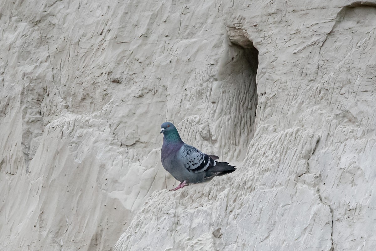 Голуб сизий (міський) - ML646664884