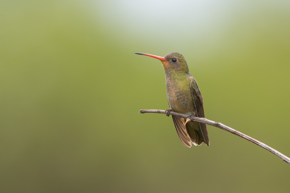 Золотистый сапфир - ML646664885