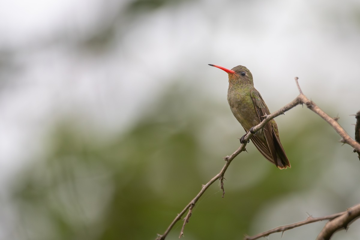 Золотистый сапфир - ML646664886