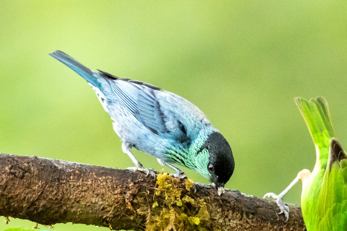 Black-capped Tanager - ML646664889