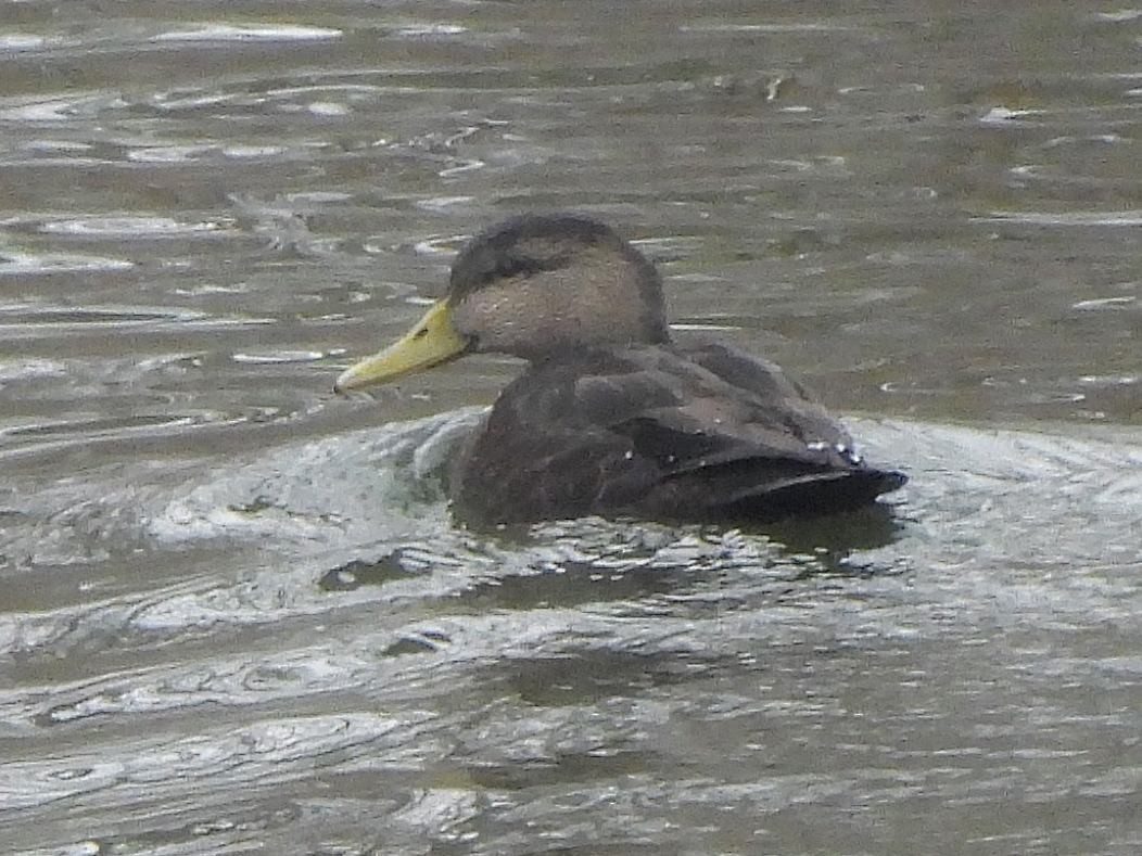 American Black Duck - ML646664894
