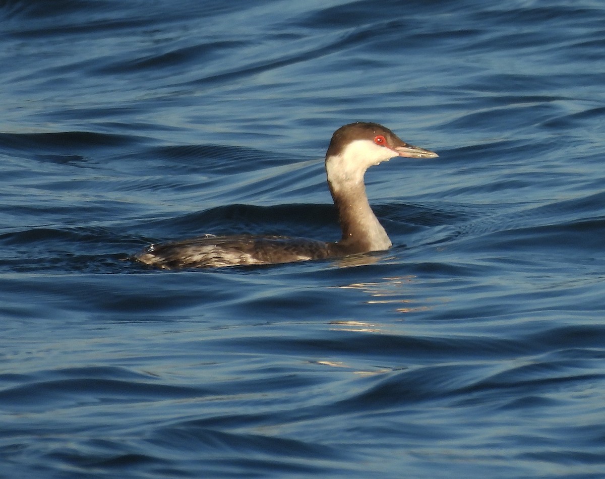 Horned Grebe - ML646664896