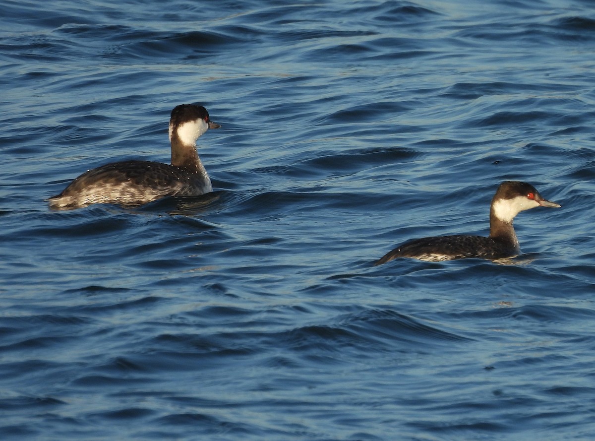 Horned Grebe - ML646664897