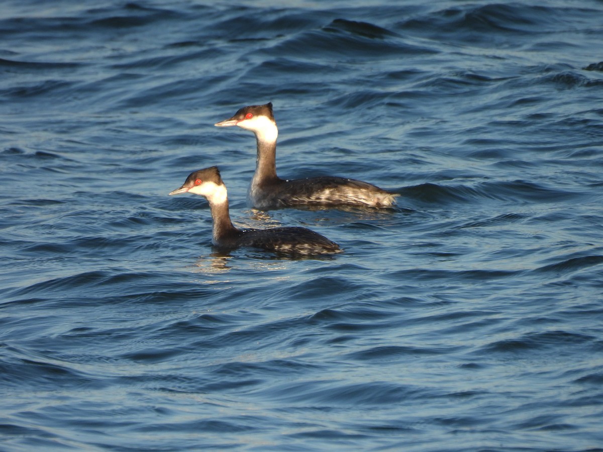 Horned Grebe - ML646664899