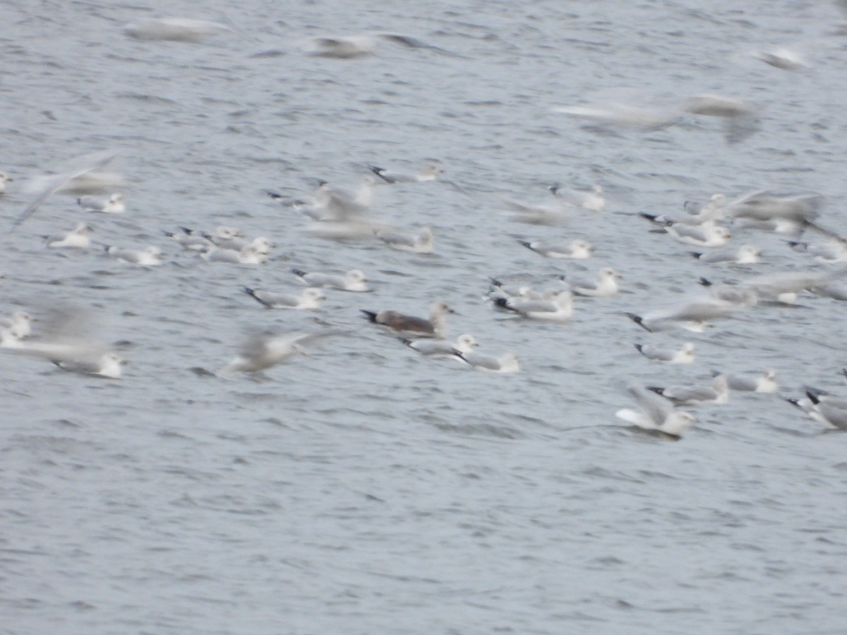 Zafferano - ML646664900