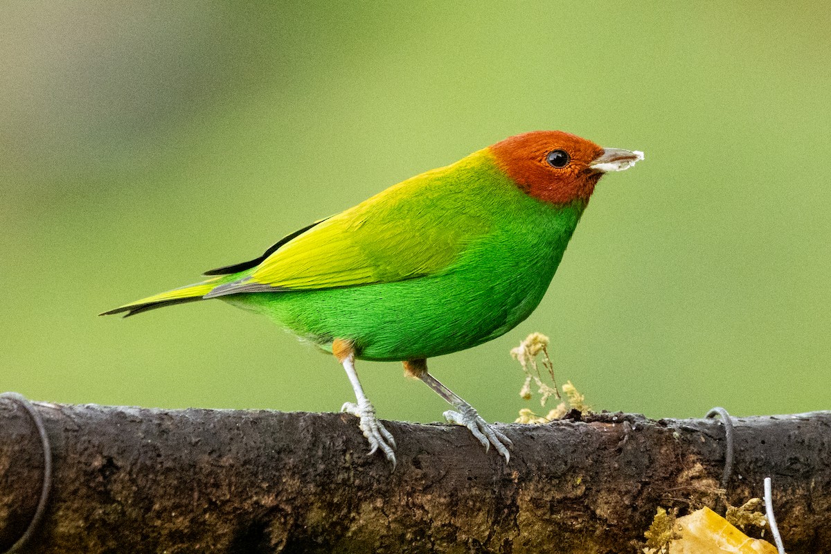 Bay-headed Tanager (Bay-and-green) - ML646664901
