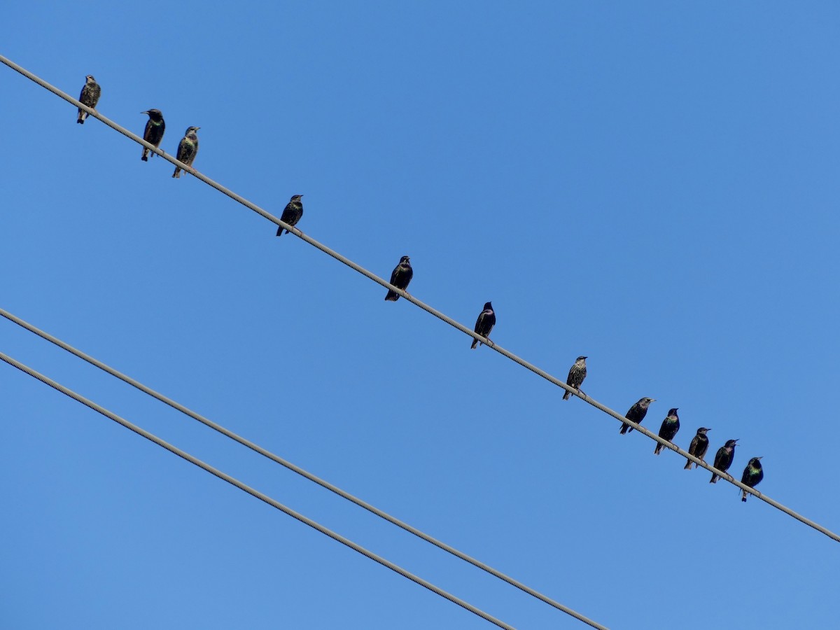 European Starling - ML646664902