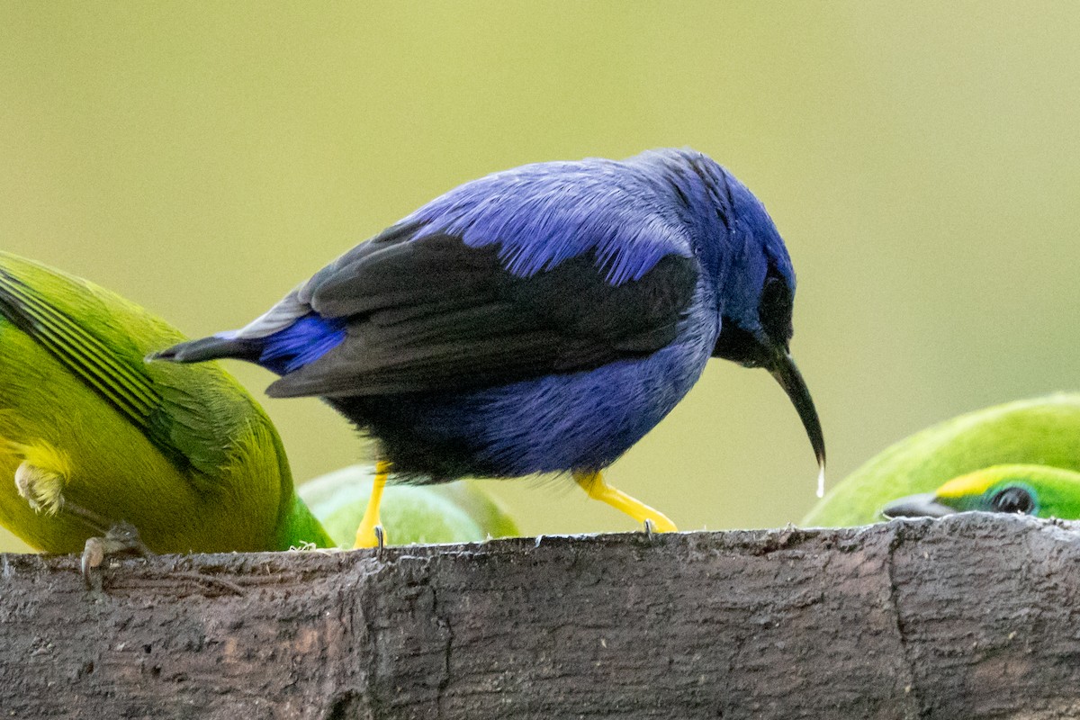 Purple Honeycreeper - ML646664903