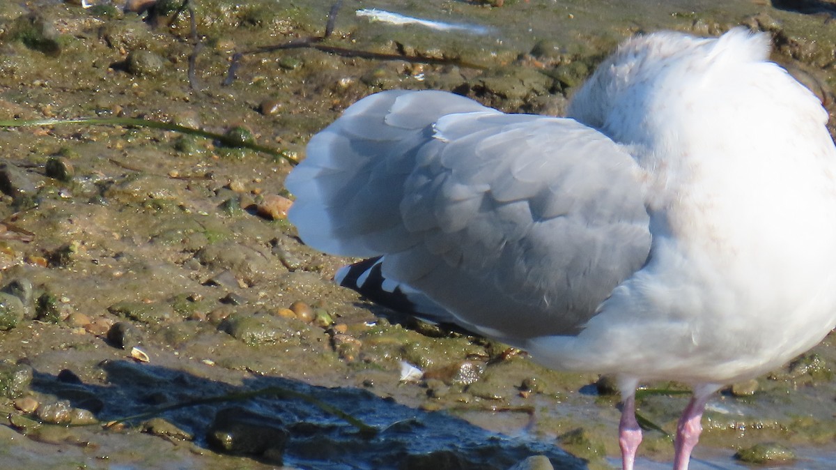 Goéland arctique (thayeri) - ML646664905