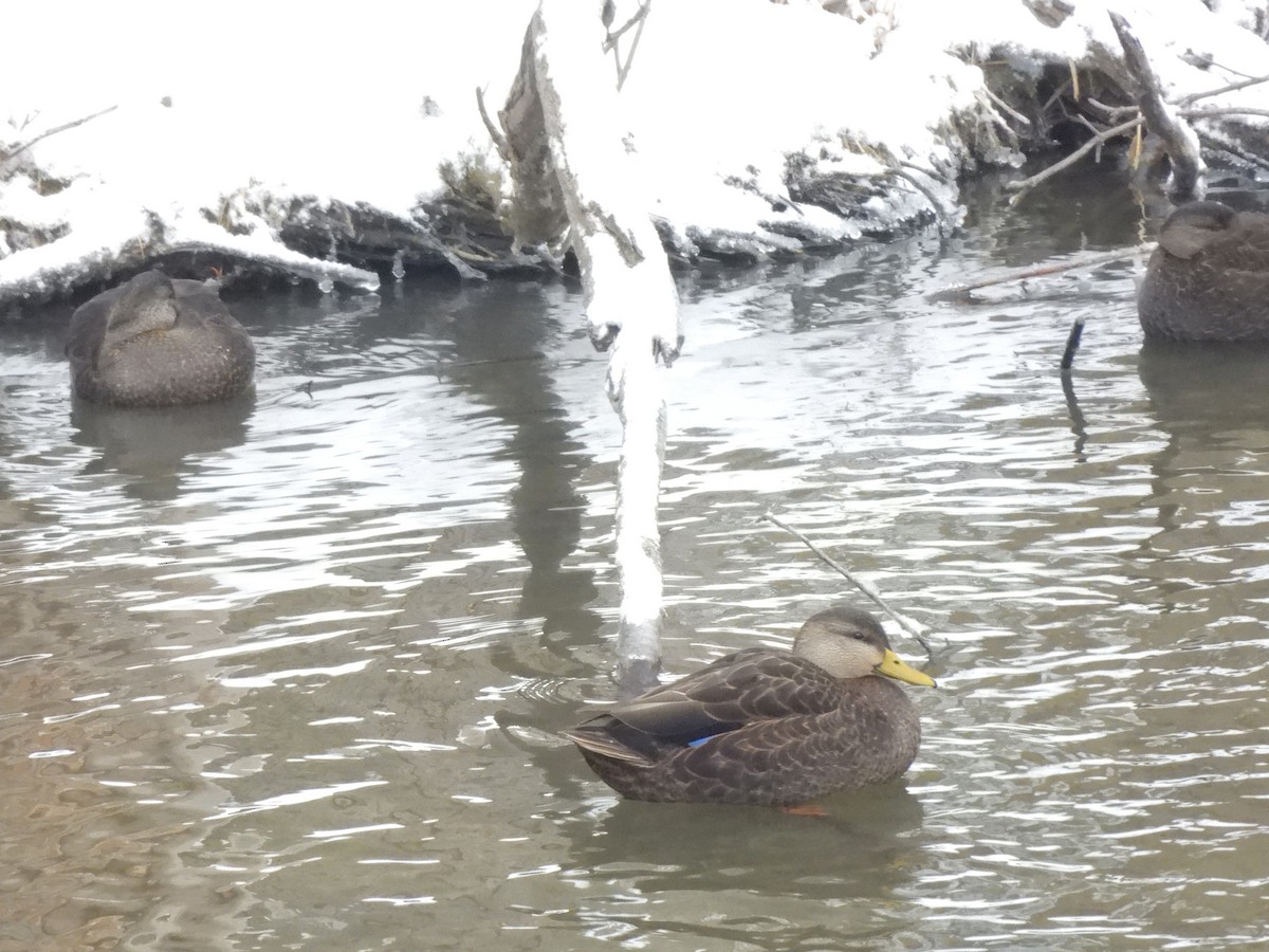 American Black Duck - ML646664906