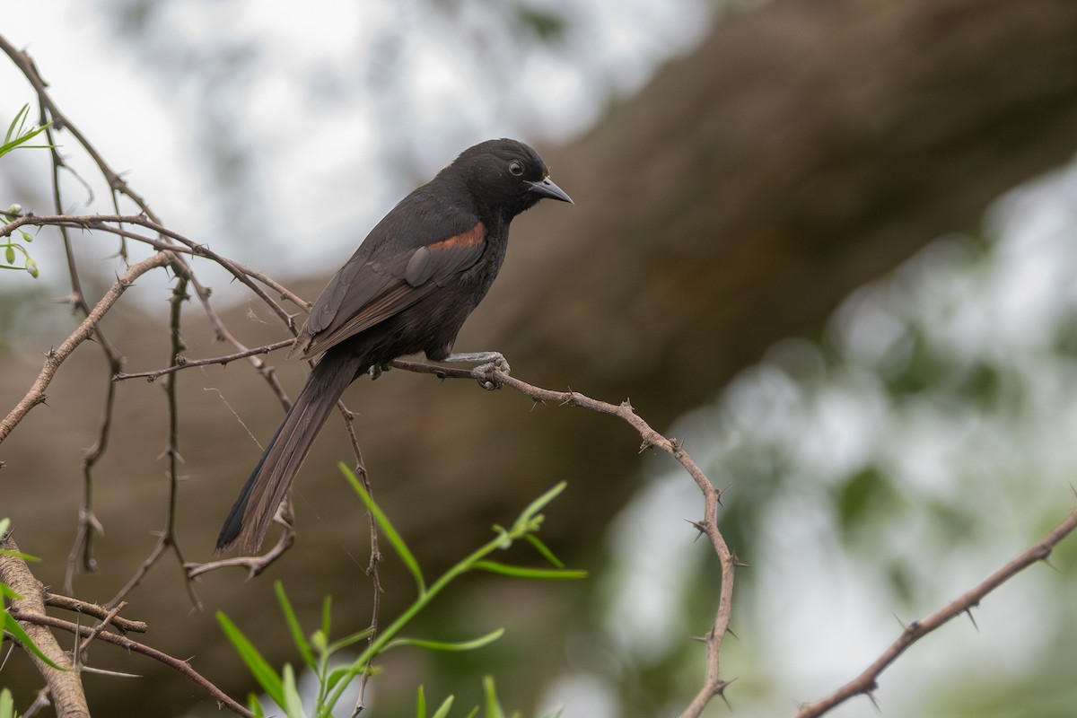 Рыжеплечий трупиал - ML646664907