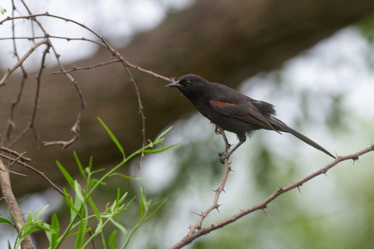 Рыжеплечий трупиал - ML646664908