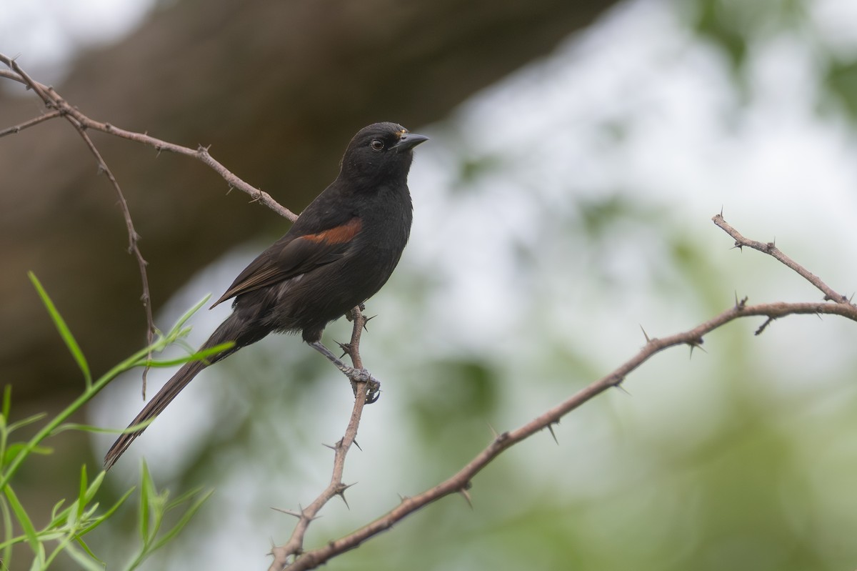 Рыжеплечий трупиал - ML646664909