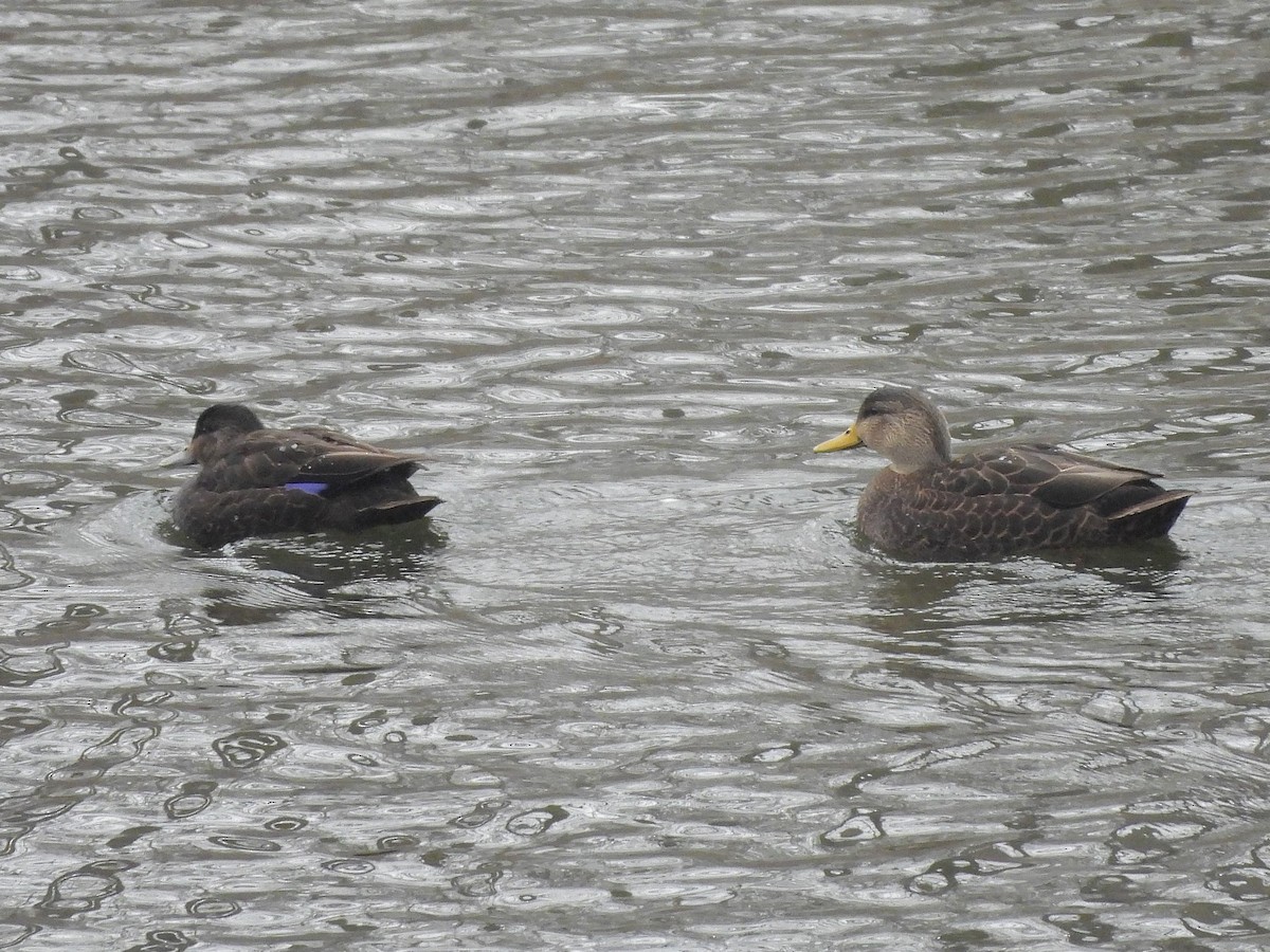American Black Duck - ML646664910