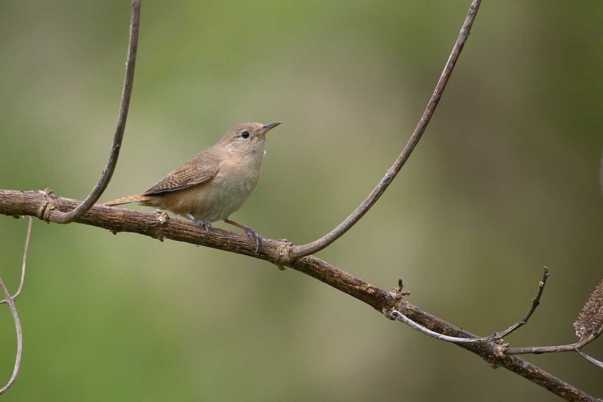 Southern House Wren - ML646664912