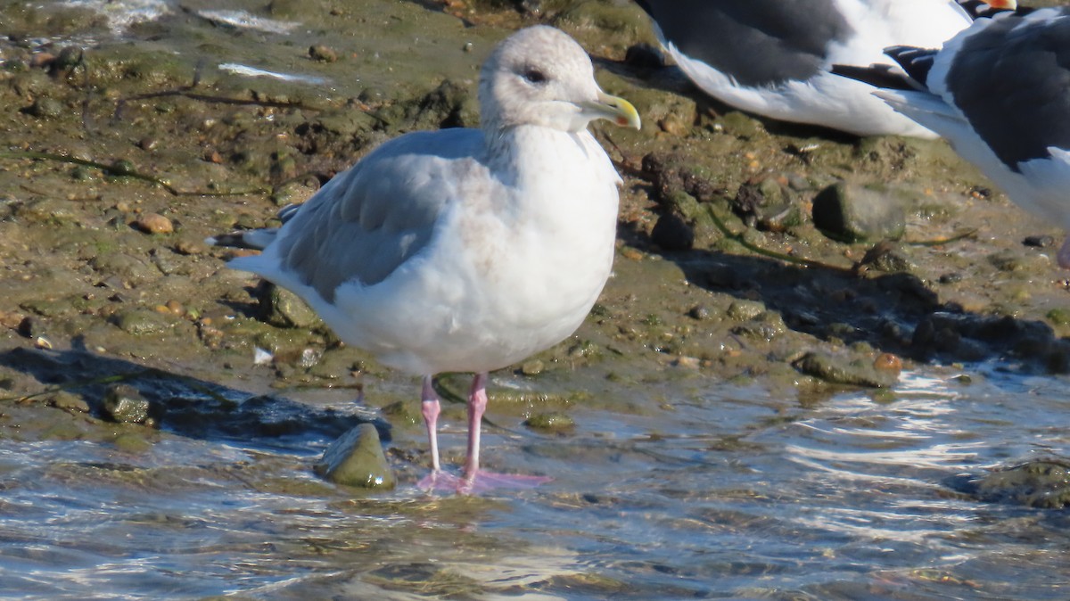 Goéland arctique (thayeri) - ML646664913