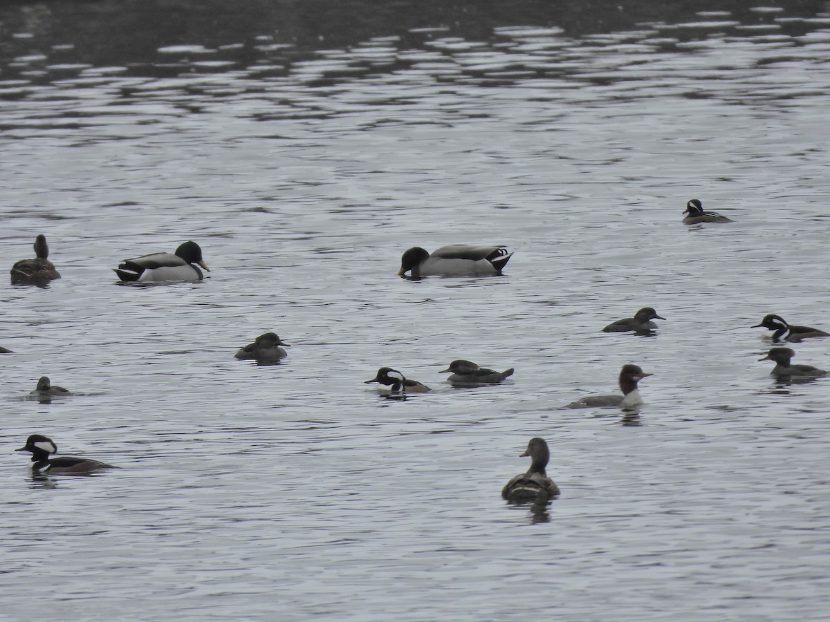 Hooded Merganser - ML646664914