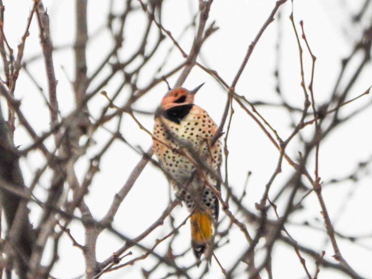 Northern Flicker - ML646664917